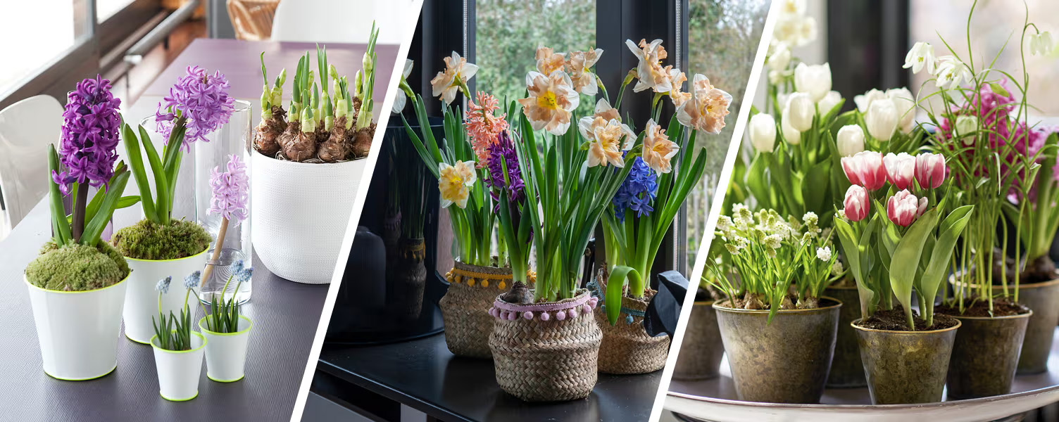 Planten Promotie Winkel -Planten Promotie Winkel 2