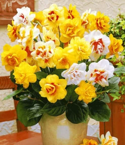 Prachtige Gevulde Narcissen Mix