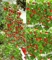 Aardbei Collectie 'Hummi®'