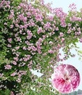 Ramblerroos 'Paul's Himalayan Musk Rambler