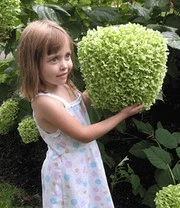 Tuinhortensia 'Incrediball®' 2 Tuinhortensia 'Incrediball®' - Afbeelding 2