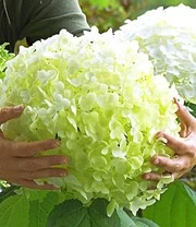 Tuinhortensia 'Incrediball®' 1 Tuinhortensia 'Incrediball®'