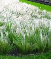 Vedergras (Stipa)