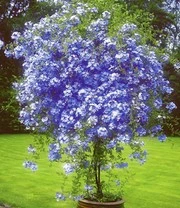 Plumbago Mannentrouw Op Stam