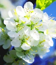 'Cherrykose®' 3 'Cherrykose®' - Afbeelding 3