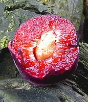 'Cherrykose®' 4 'Cherrykose®' - Afbeelding 4