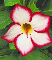 Woestijnroos 'Noble Concubine'