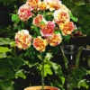 Rozenstam 'Claude Monet®'