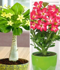 Kamerplanten Collectie