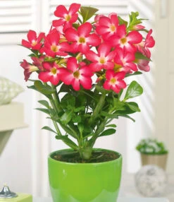 Kamerplanten Collectie -Planten Promotie Winkel 8901572591646