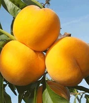 Perzik-Abrikoos 'Honeymoon'