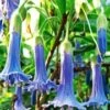 Australische Mini Brugmansia