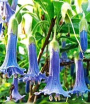 Australische Mini Brugmansia