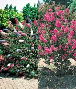 Bloeiende Struiken Collectie