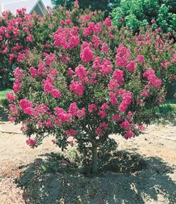 Bloeiende Struiken Collectie -Planten Promotie Winkel 8902124732446