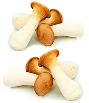 Kruisdisteloesterzwam Set 1 Kruisdisteloesterzwam Set