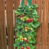 Twee Aardbeien Plantbuidels & 9 Hangaardbeien