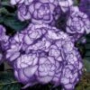 Hortensia 'Miss Saori Blue®'