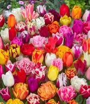 90 Tulpenbollen 'Festival Mix'