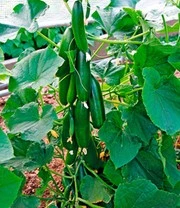 Geënte Snackkomkommer 'Minik' F1 & COMPO® SANA® Tomaten- En Groenteaarde 3 Geënte Snackkomkommer 'Minik' F1 & COMPO® SANA® Tomaten- En Groenteaarde - Afbeelding 3