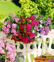 Geranium Mix 'Big 5' 3 Geranium Mix 'Big 5' - Afbeelding 3