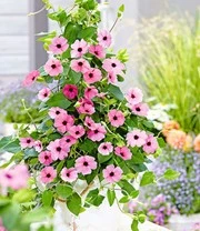 Thunbergia Collectie 3 Thunbergia Collectie - Afbeelding 3