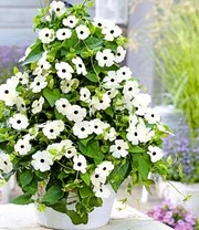 Thunbergia Collectie 4 Thunbergia Collectie - Afbeelding 4