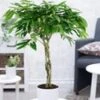 Ficus Amstel King Met Gevlochten Stam Ca. 110 Cm Hoog