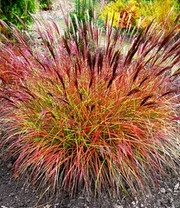 Onderhoudsvriendelijke Siergras Collectie 3 Onderhoudsvriendelijke Siergras Collectie - Afbeelding 3