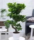 Kamerbonsai Ficus 'Ginseng' Ca. 50-60 Cm Hoog