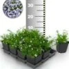 Tapijtphlox 'Blauw' 25 Planten