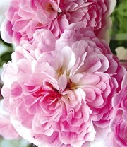 Planten Promotie Winkel -Planten Promotie Winkel 8969918349342