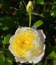 Planten Promotie Winkel -Planten Promotie Winkel 8969933193246