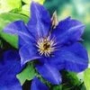 Blauwe Clematis 'The President'