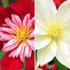 Clematis Collectie 'rood En Wit' Voor Een Voordeelprijs