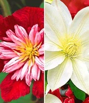 Clematis Collectie 'rood En Wit' Voor Een Voordeelprijs