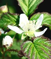 Nieuwe uitgaven -Planten Promotie Winkel 8974002225182