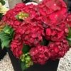 Tuinhortensia 'Ruby Tuesday'