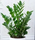 Zamioculcas