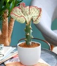 Euphorbia Lactea Cristata