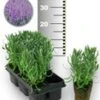 Blauwe Lavendel 50 Stuk
