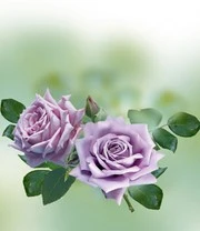 Parfumroos 'Mamy Blue®' 3 Parfumroos 'Mamy Blue®' - Afbeelding 3