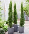 Echte Toscaanse 'Zuilcipres'