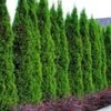 Thuja Smaragd 10 Planten