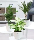 Kamerplanten Collectie 'Classic' Incl. Elho® Sierpot 'wit'