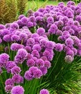 Geurende Allium 'Millenium'