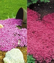 Bodembedekker-collectie Roze En Rood 4 Bodembedekker-collectie Roze En Rood - Afbeelding 4