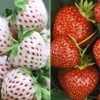 Aardbeien Rariteiten Collectie 'Sengana Selektion® & Natural White'