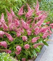 Buddleia Collectie 'Butterfly Candy®' 5 Buddleia Collectie 'Butterfly Candy®' - Afbeelding 5