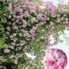 Ramblerroos 'Paul's Himalayan Musk Rambler®'